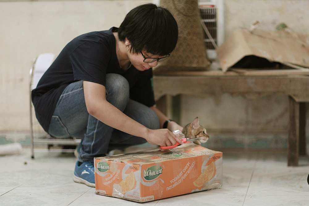 Hà Nội: “Biệt đội" giải cứu chó mèo - 5 Chú mèo này đã có một nơi ở mới thay vì phải lang thang