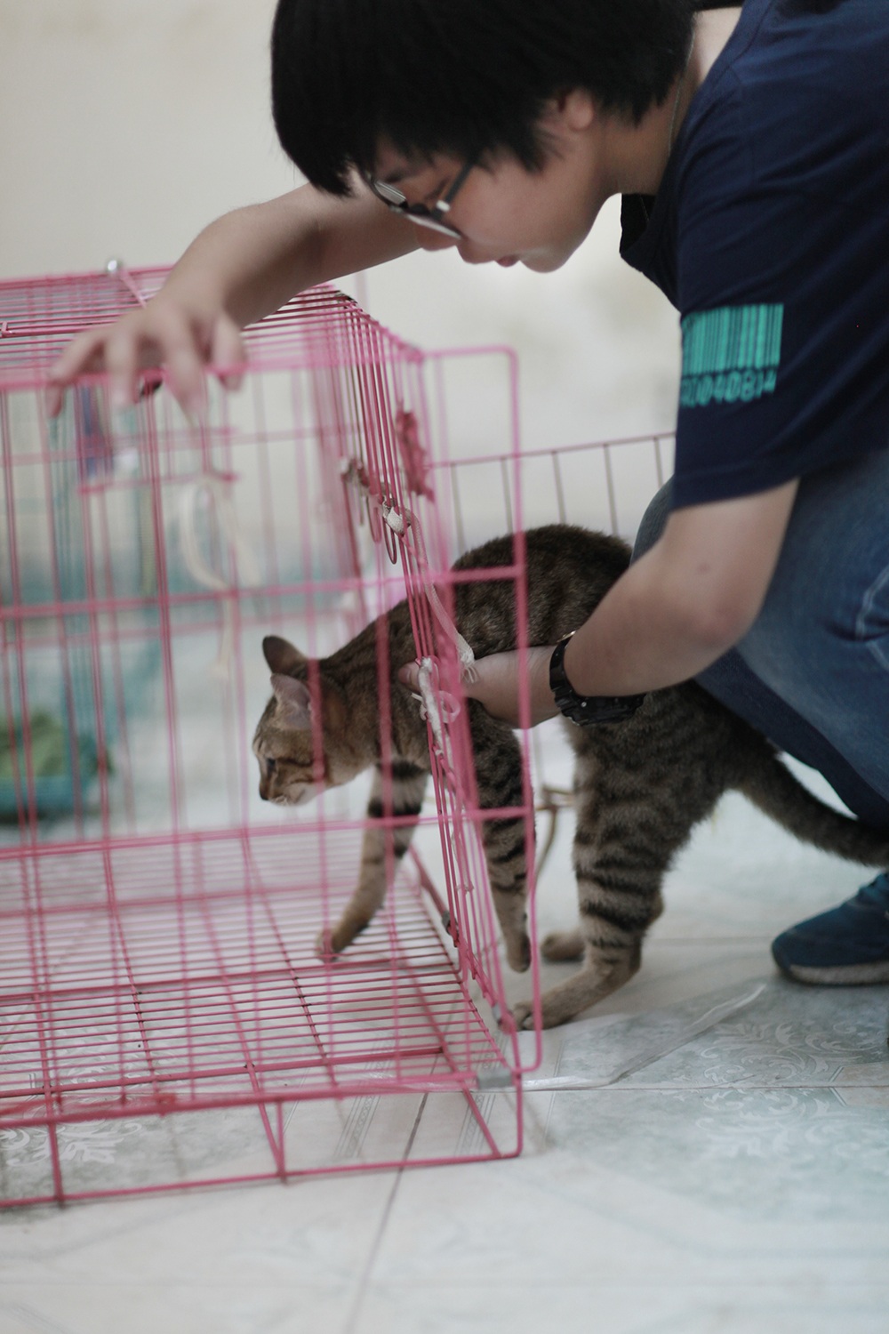 Hà Nội: “Biệt đội" giải cứu chó mèo - 6 Những chiếc lồng nhỏ chính là nhà mới của chú mèo này