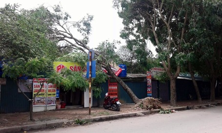 Cây đổ đè lê các hàng quán. Ảnh: Quang Phong