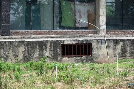 Cỏ hoang xâm lấn...