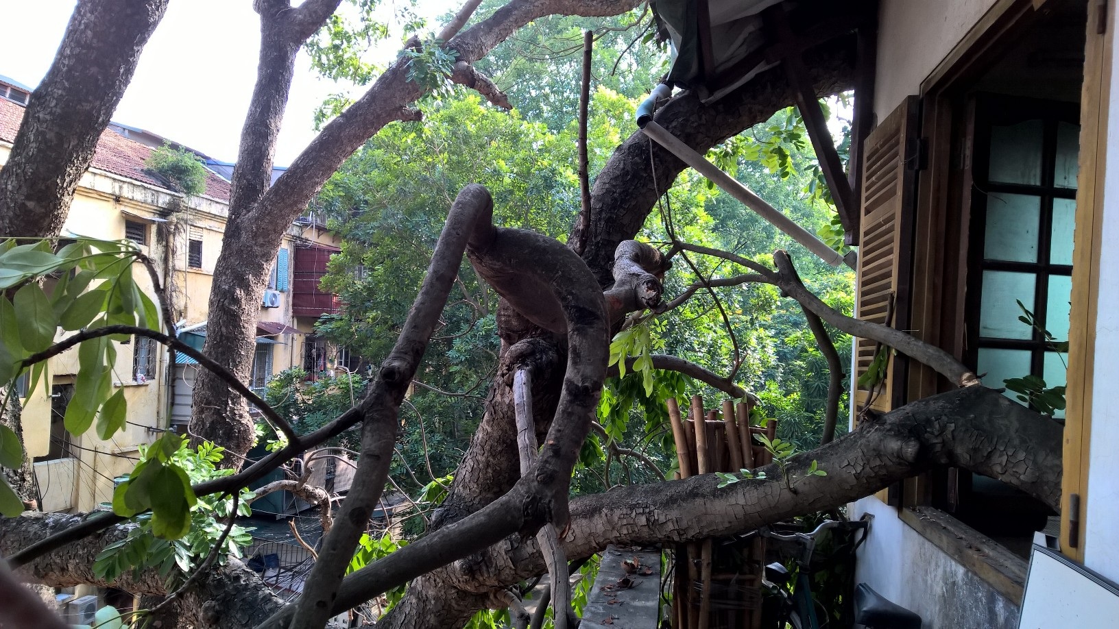 Cây đổ đè lên nhà dân. Ảnh: D.K