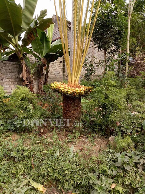Mắt tròn mắt dẹt với những cây “đẻ” siêu trái hiếm có - 2 Cây vạn tuế thu hút nhiều người hiếu kỳ. (Ảnh: danviet)