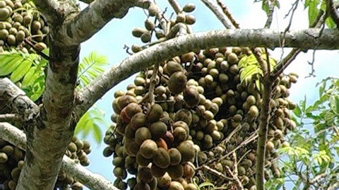 Mắt tròn mắt dẹt với những cây “đẻ” siêu trái hiếm có - 3
Cây cóc của gia đình ông Sáng cho ra quả nhiều gấp 15 -55 lần so với cây thường.