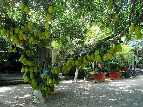 Mắt tròn mắt dẹt với những cây “đẻ” siêu trái hiếm có - 4
Hàng trăm trái mít tố nữ đủng đỉnh trên cây chờ chín.