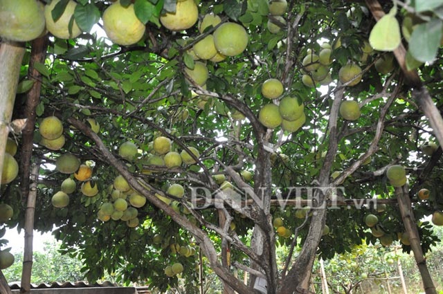 Mắt tròn mắt dẹt với những cây “đẻ” siêu trái hiếm có - 6 Cây bưởi cho quả sai lúc lỉu. (Ảnh: danviet)