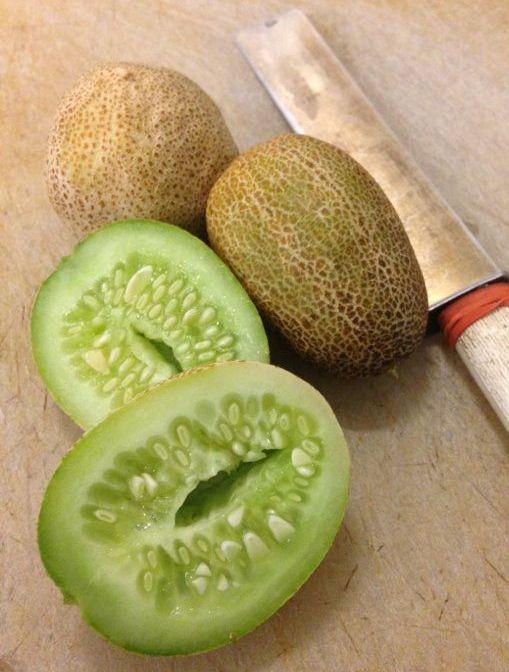 Vườn treo 2,5m2: Khoai tây leo, bầu hồ lô độc nhất Hà Thành - 6 Cũng giống như dưa chuột của Việt Nam, dưa này khá sai quả,ăn giòn, thơm