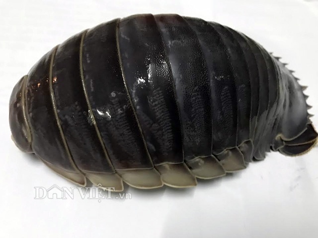 Bọ biển: Món ăn đáng sợ nhưng đắt giá của nhà giàu - 3 Tính ra, giá mỗi con bọ dao động từ 2-4 triệu đồng/kg. (Ảnh: danviet)