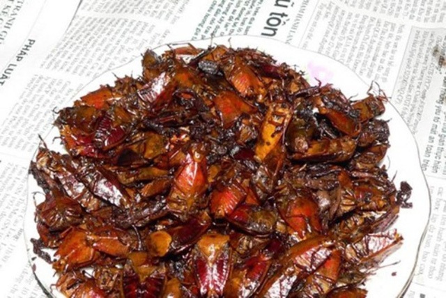 Lên Sơn La, chỉ khách quý mới được chiêu đãi “đại tiệc” côn trùng - 1 Trong quan niệm của người dân Sơn La, bọ xít rừng có thể chữa được nhiều bệnh.