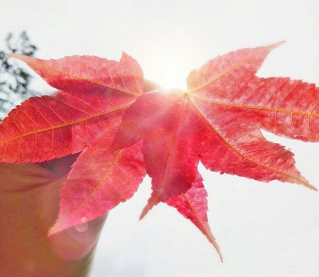 Lá phong càng rực rỡ dưới ánh mặt trời. (Ảnh: daoduysang2604)
