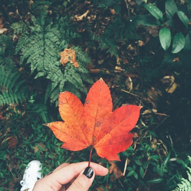 Sắc phong đỏ đã tạo nên sức quyến rũ khó cưỡng.(Ảnh: nanaiuga)