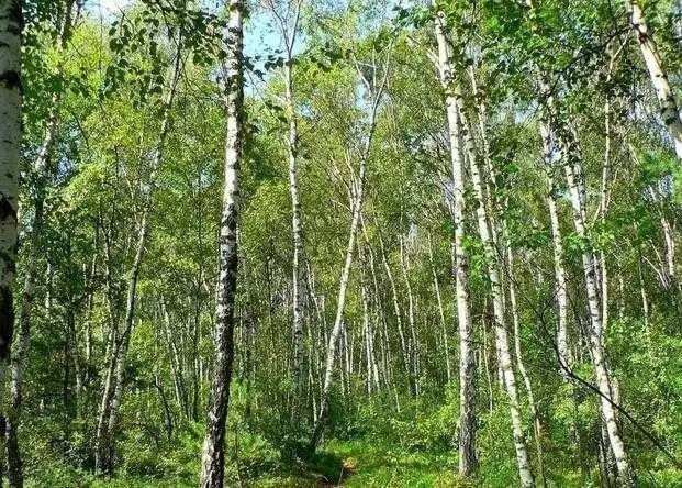 Khách sạn hầm mộ "độc và dị" đang gây sốt trên thế giới - 1 Khách sạn hầm mộ nằm sâu trong một khu rừng rậm rạp ở Thụy Điển