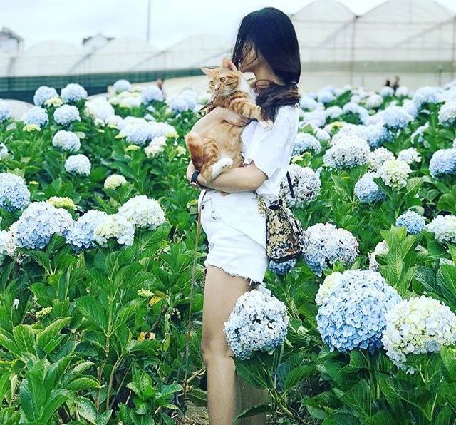 Check - in tại cánh đồng hoa cẩm tú cầu đẹp ngất ngây ở Đà Lạt - 13 Ảnh: domcat9