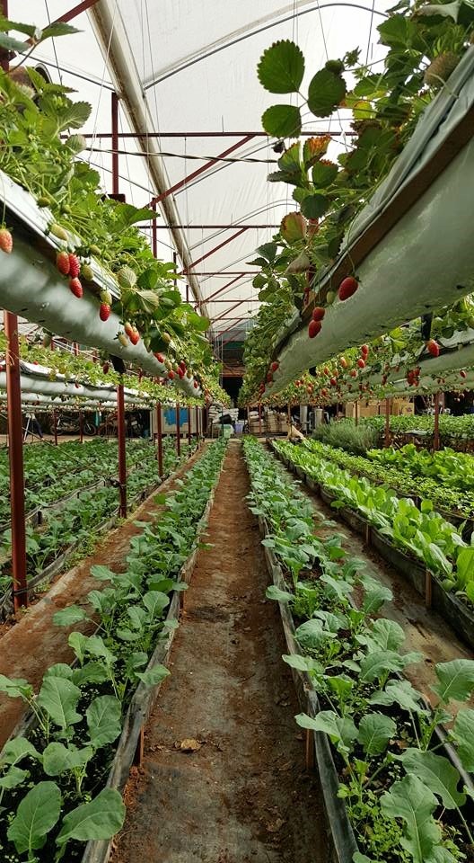 Kiếm bạc tỷ nhờ vườn dâu tây “lơ lửng” sai trĩu quả - 3 “Để treo dâu tây trên không, tôi phải làm nhà kính bằng khung sắt chắc chắn. Các hàng dâu được cố định bằng khung sắt bọc nilon. Tôi cũng không lấy đất trồng cây mà dùng xơ dừa xay nhỏ, ủ mục cùng phân hữu cơ”, anh Trúc nói.