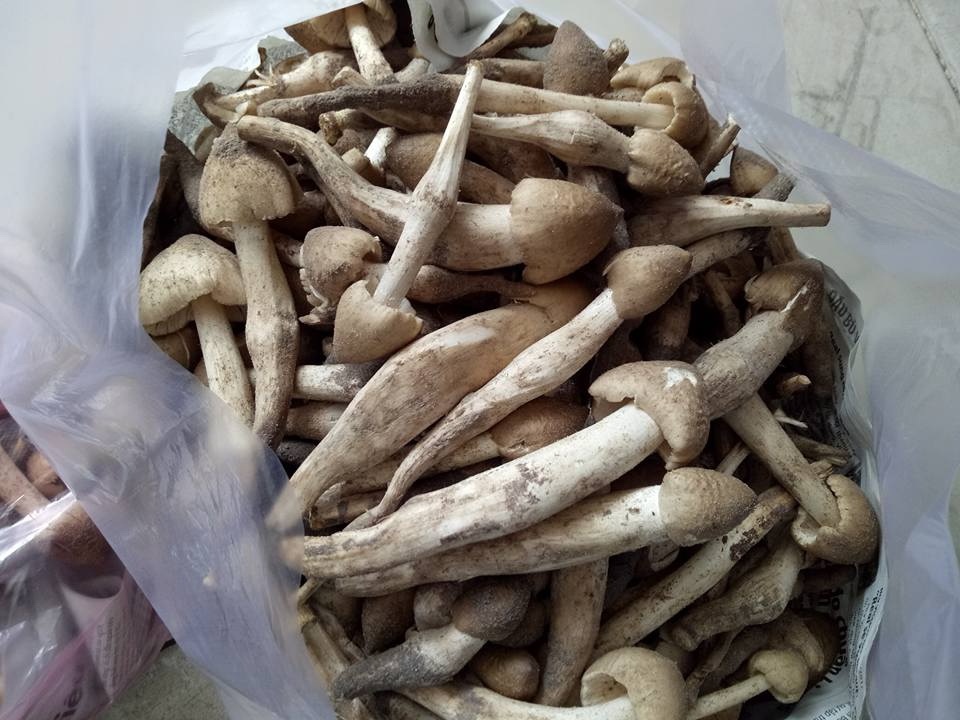 Nấm mối - đặc sản trời cho - 1 Nấm mối còn được mệnh danh là “nấm vua”.