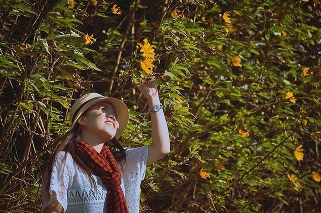 Ngóng trông những mùa hoa khoe sắc dịp cuối năm - 4 Cứ vào độ cuối tháng 10, tháng 11, người ta lại nô nức rủ nhau lên Đà Lạt để thưởng thức vẻ đẹp của loài hoa quyến rũ này. (Ảnh: theresedaisy)