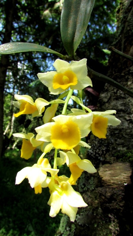 Chiêm ngưỡng hoa phong lan rừng Sa Pa - 8