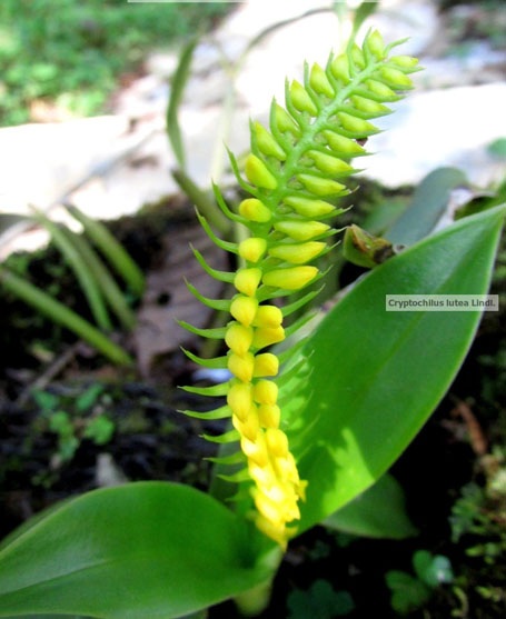 Chiêm ngưỡng hoa phong lan rừng Sa Pa - 14