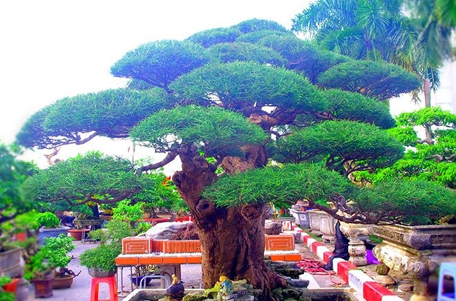 Mới đây, giới chơi cây cảnh rộ lên thông tin cây phi lao này đã được 1 đại gia đồng ý mua với giá 400 triệu đồng. (Ảnh: Kiến thức).