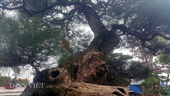 Cây phi lao có dáng xiêu phong cực đẹp tượng trưng cho sức sống mãnh liệt trước sự khắc nghiệt của thiên nhiên. (Ảnh: Dân Việt)
