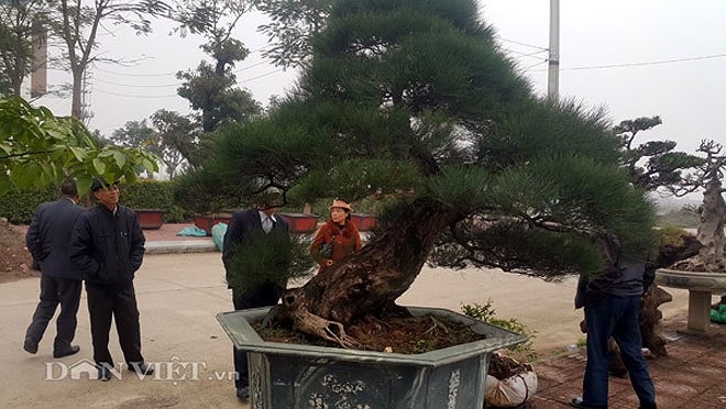 Hiện gia đình ông Trung đã đưa ra giá bán cây là 500 triệu đồng song đến thời điểm này vẫn chưa có khách nào có duyên mua được cây. (Ảnh: Dân Việt)