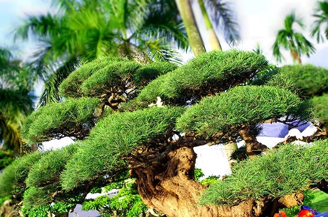 Mặc dù chỉ cao khoảng 2 mét nhưng cây phi lao dáng xiêu phong này có nhiều tán rộng. (Ảnh: Kiến thức)