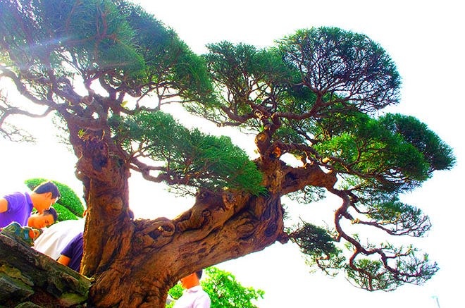 Tay cây phi lao vươn dài, uốn lượn thành những đường cong tuyệt mỹ. (Ảnh: Kiến thức)