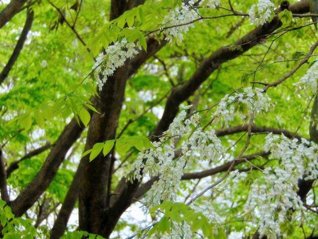 Hẹn hò với những mùa hoa xuân - 5 Hoa sưa mọc thành từng chùm. (Ảnh: H.N)