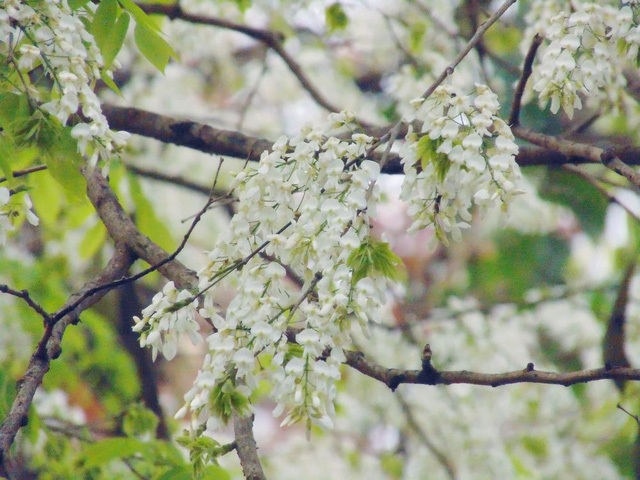 Hẹn hò với những mùa hoa xuân - 6 Không rực rỡ như hoa phượng, không kiêu kỳ như violet, sưa chọn cho mình sắc trắng, tinh khôi, nhẹ nhàng. (Ảnh: H.N)