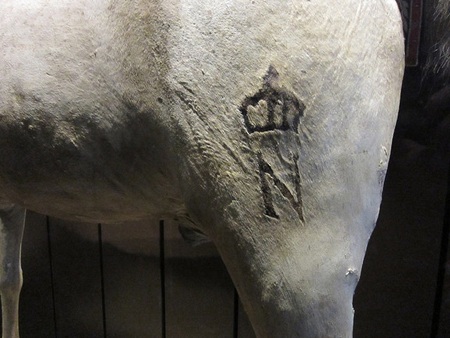 Dấu tích xác định nguồn gốc của Vizir với chữ N và hình vương miện bên trên.