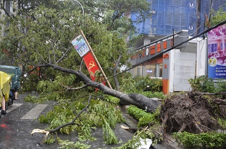 Hàng loạt cây xanh bật gốc sau mưa lớn