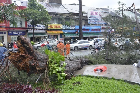 Hàng loạt cây xanh bật gốc sau mưa lớn