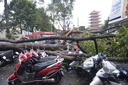 Cây đổ đè hàng chục xe gắn máy tại Nhà hát Hòa Bình