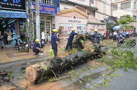 Công nhân công ty cây xanh bắt đầu thu dọn câu đổ