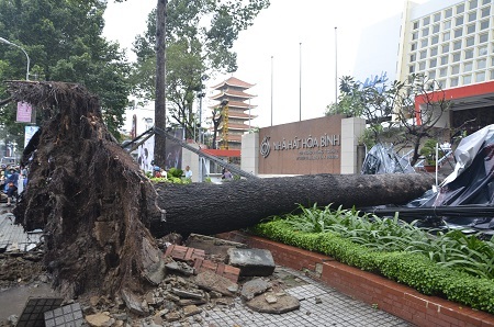 Công nhân công ty cây xanh bắt đầu thu dọn câu đổ