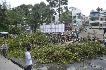 Cây đổ đè hàng chục xe gắn máy tại Nhà hát Hòa Bình