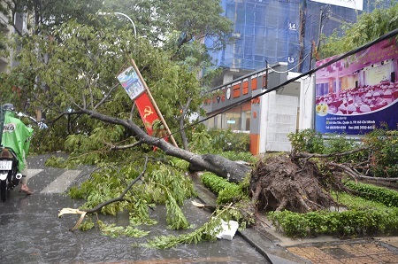 Cây ngã ra đường đè lên xe ô tô, nhà dân và hàng chục xe gắn máy