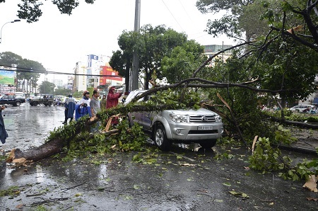 Một số tuyến đường khác cây xanh ngã la liệt
