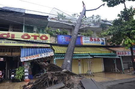 Cây đổ đè lên nhà dân tại đường An Dương Vương (phường 8, quận 5)