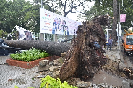 Một cây cổ thụ khác ngã đè vào khuôn viên Nhà hát Hòa Bình (quận 10)
