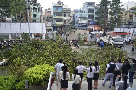 Một cây cổ thụ khác ngã đè vào khuôn viên Nhà hát Hòa Bình (quận 10)
