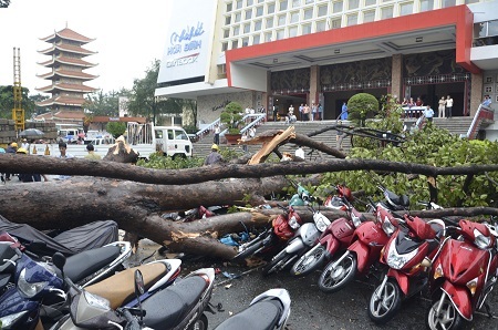 Cây ngã ra đường đè lên xe ô tô, nhà dân và hàng chục xe gắn máy