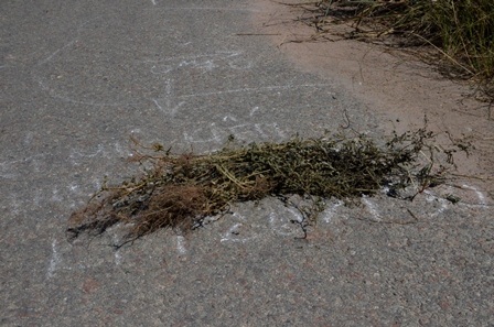 Nơi xảy ra tai nạn vẫn còn lại bó thuốc mà cha con anh Hơn đang đi hái về.