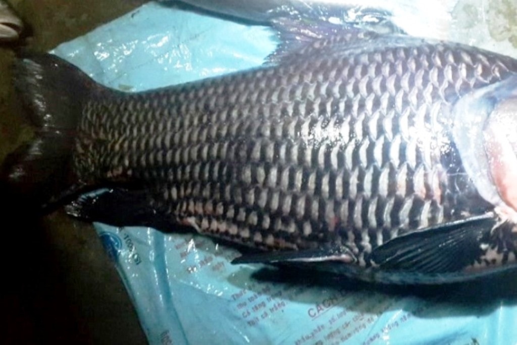 Cá hô nặng 110kg bán giá 150 triệu đồng - 1 Chú cá hô khủng khi vừa được đưa lên bờ.