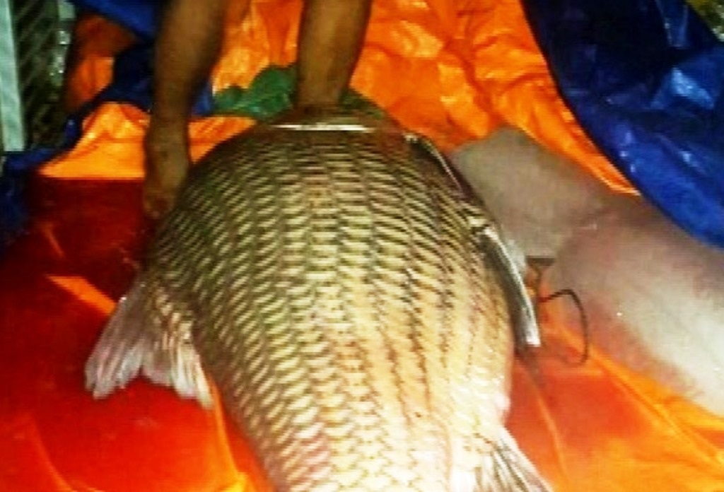 Cá hô nặng 110kg bán giá 150 triệu đồng - 2 Cá được vận chuyển từ Đồng Tháp về TPHCM.