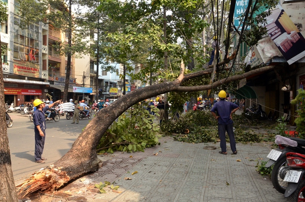 Hiện trường nhánh cây ngã đè trúng 2 người