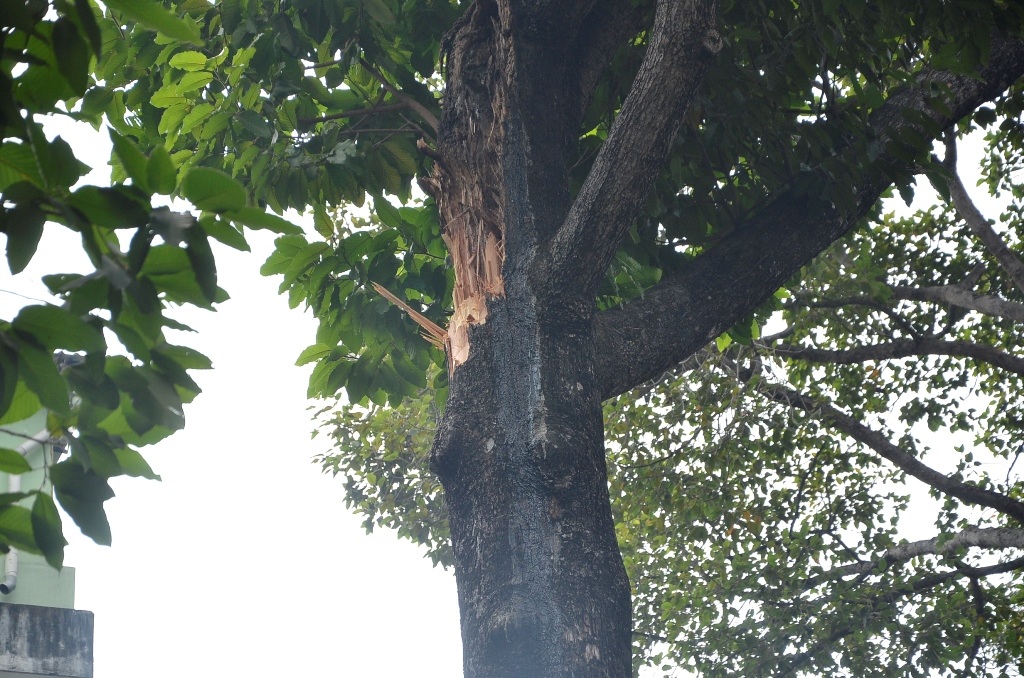 Phần nhánh cây cổ thụ bị gãy. Đầu nhánh có dấu hiệu bị mục.