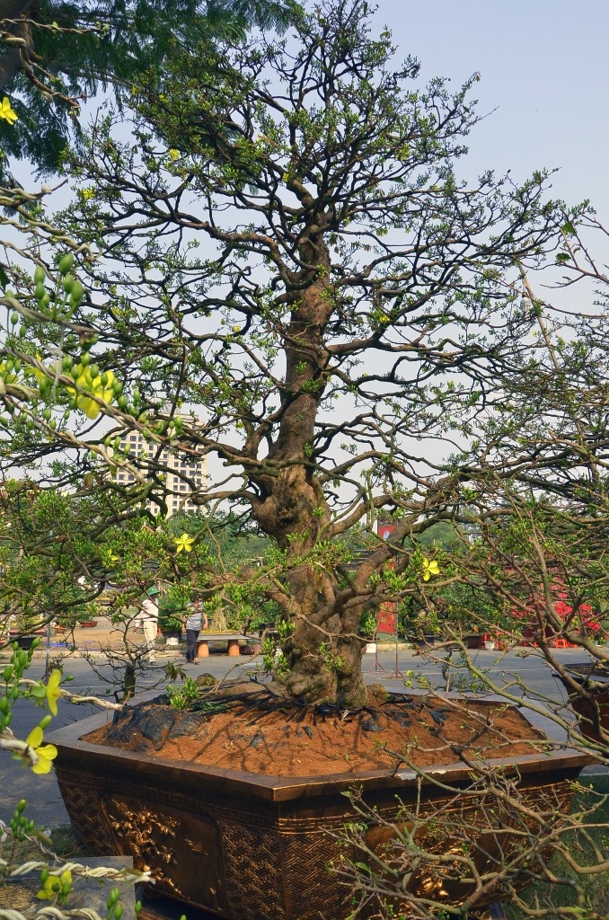 Cây mai cổ thụ 99 năm được chủ nhân hét giá 2 tỉ đồng