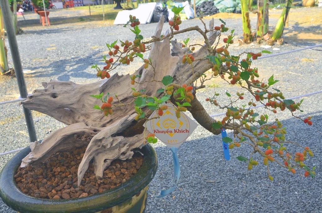 Những cây cảnh “độc và lạ” trong Hội hoa xuân 2015 - 12 Cây dâu tằm phần gốc tưởng như chết khô nhưng vẫn cho quả