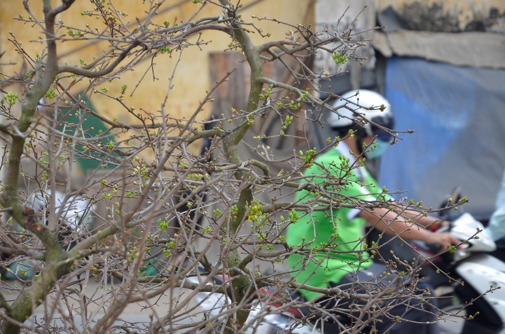 Những chậu mai  đầy nụ đang sẵn sàng  đón Tết Ất Mùi