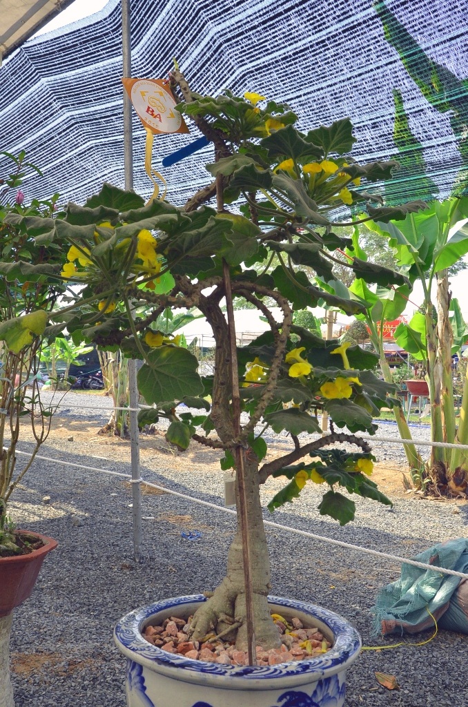 Những cây cảnh “độc và lạ” trong Hội hoa xuân 2015 - 13 Cây dâu tằm phần gốc tưởng như chết khô nhưng vẫn cho quả